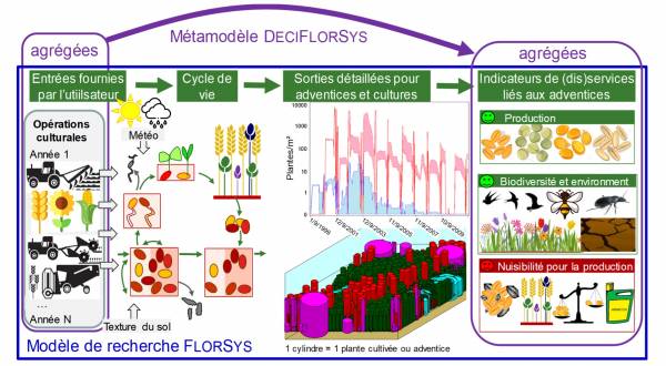 Schéma du modèle FlorSys